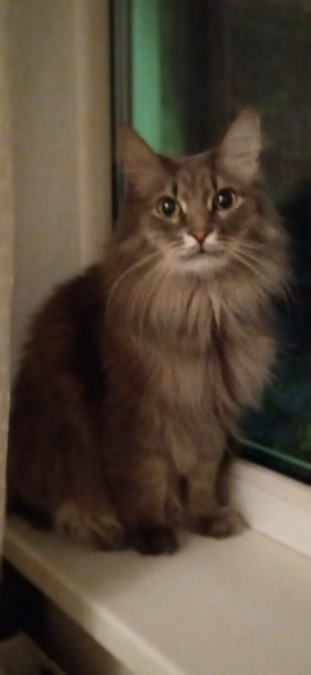 Человеку нужен кот). К котовторнику посвящается!