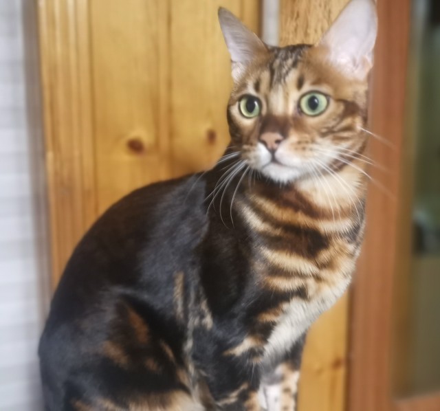 Котовторник