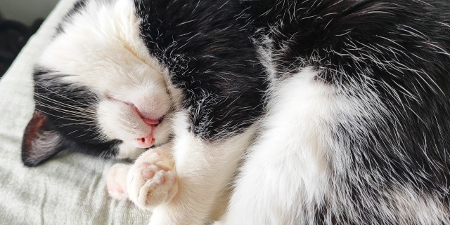 А котовторник уже пришёл?