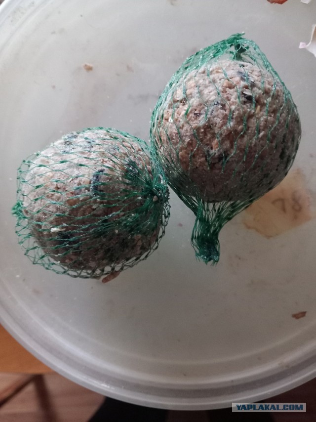 Синицы, кушают  много