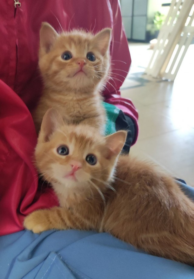 Добрый мужик приютил двух котят⁠. Ну как приютил, у него выбора не было просто