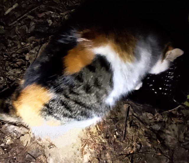 Уличные котики