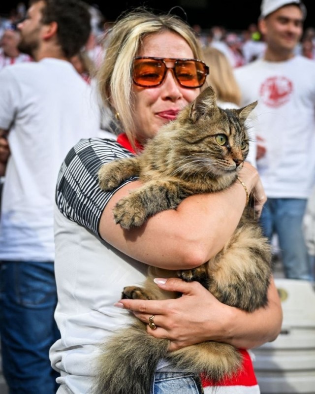 Кот, выбежавший на поле перед финалом Лиги Европы УЕФА в Стамбуле.
