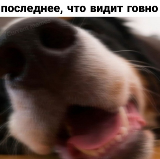 Тупеть надо с комфортом
