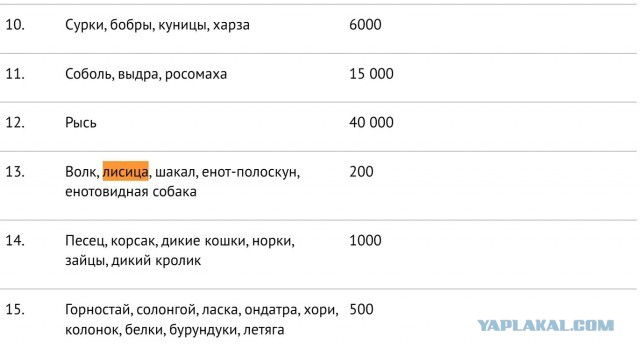 Самолет раздавил лису на взлетной полосе в Домодедово
