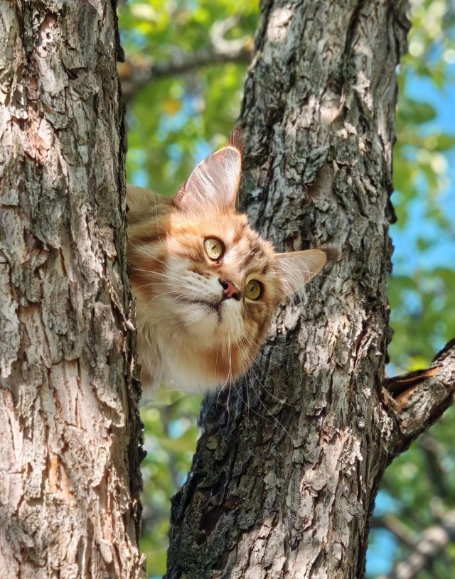 Котовторник
