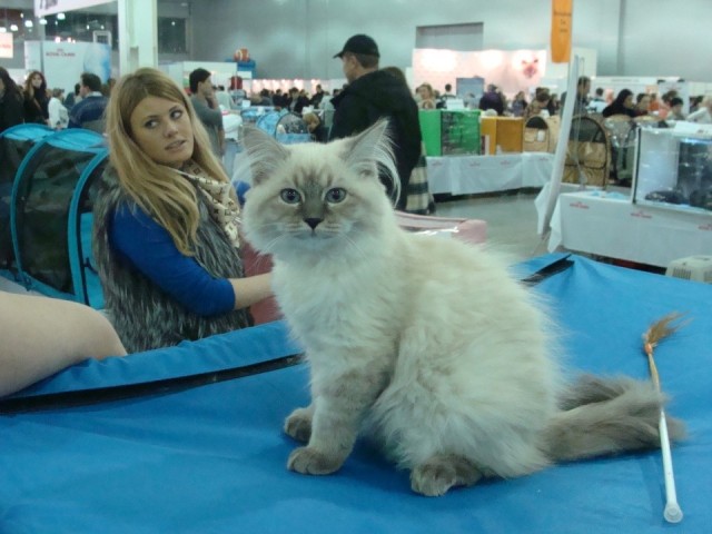 Выставка кошек. Котовторник