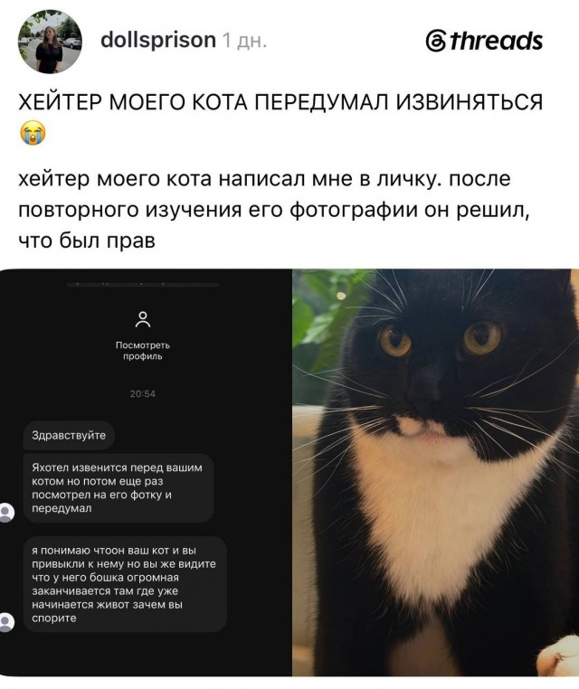 В интернете спорят из-за кота с «огромной круглой головой», который в итоге собрал армию фанатов