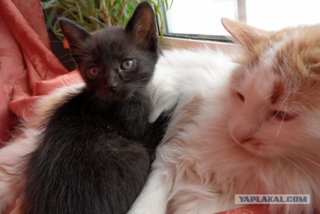 Котовторник  10.12.2013