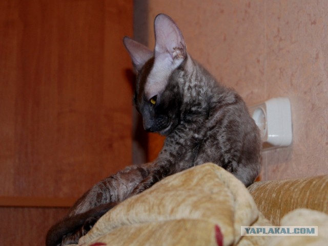 С Котовторником!