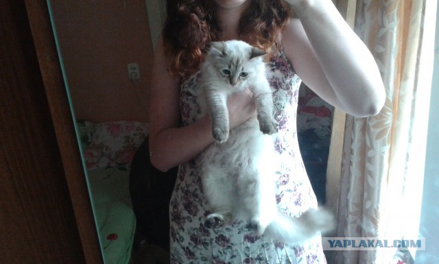 Котовторник 15.07.2014.