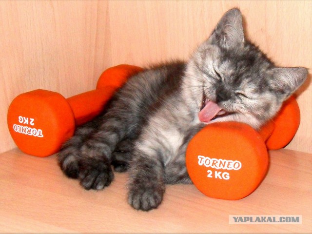 А у тебя есть фото твоей зевающей котейки ?