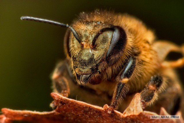Простые вещи под микроскопом