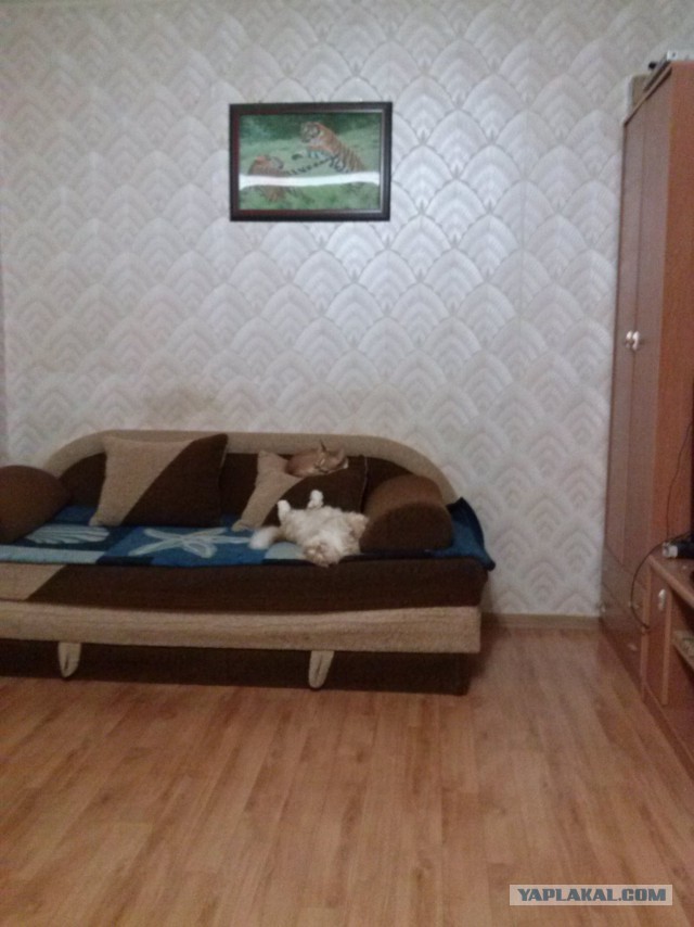 Котовторник 04.11.2014