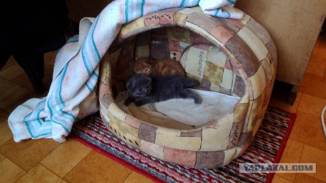 Котовторник 11.11.2014