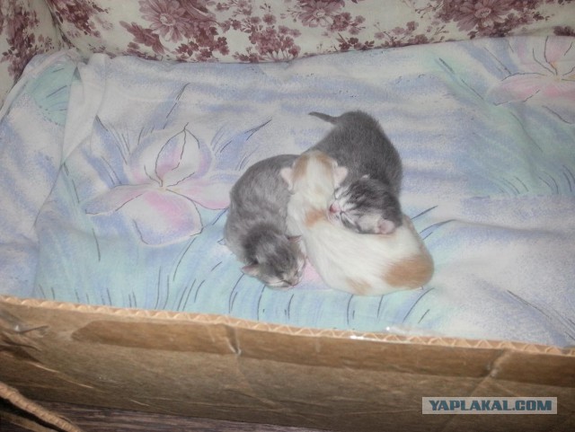Котовторник 9.12.2014