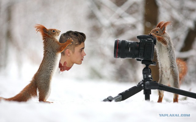 Фотожаба "Что затеяли белки?"