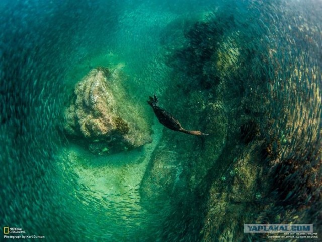 Лучшие фотографии от National Geographic за ноябрь