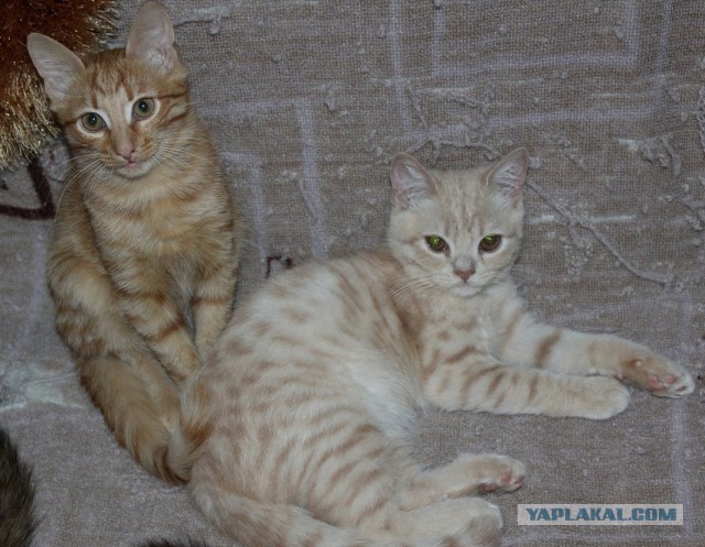 Котовторник 7.07.2015