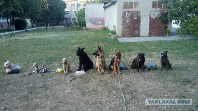 Таблички собачьи