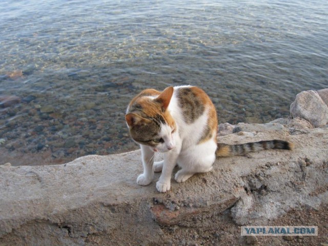Котовторник 25.08.2015