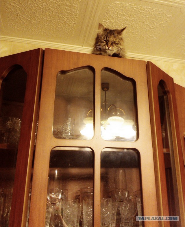 Котовторник 29-09-2015,