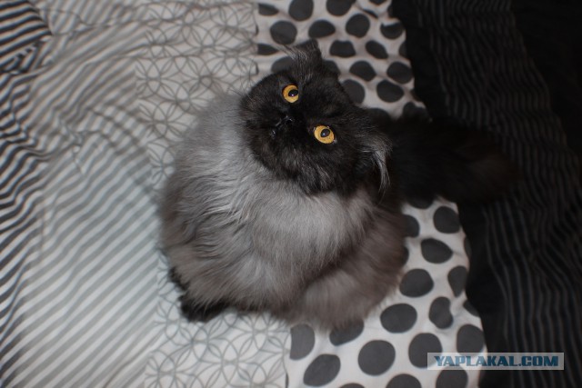 Котовторник 22.12.2015
