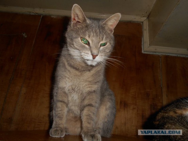 Жизнь домашнего приюта для котеек 101