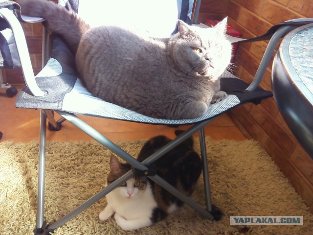 Котовторник 31.05.2016