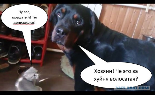 Котенок нападает на ротвейлера.