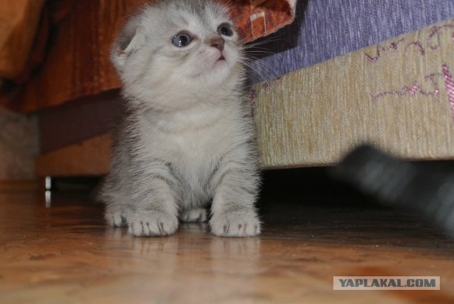 Котовторник 26.07 2016