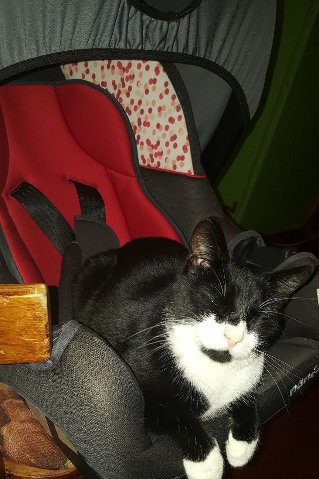 Котовторник 04.10.16