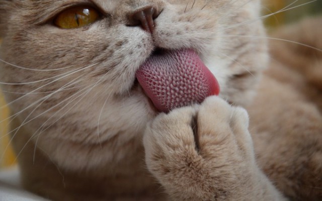 Коты из сети