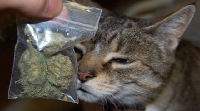 Коты из сети