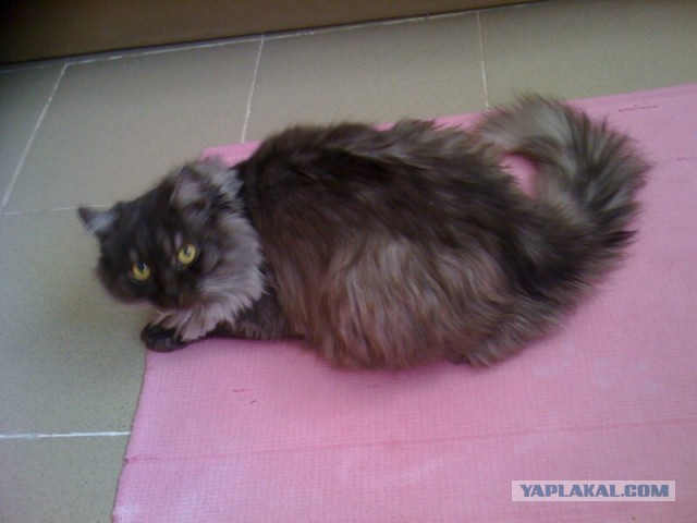 Котовторник 04/04/2017
