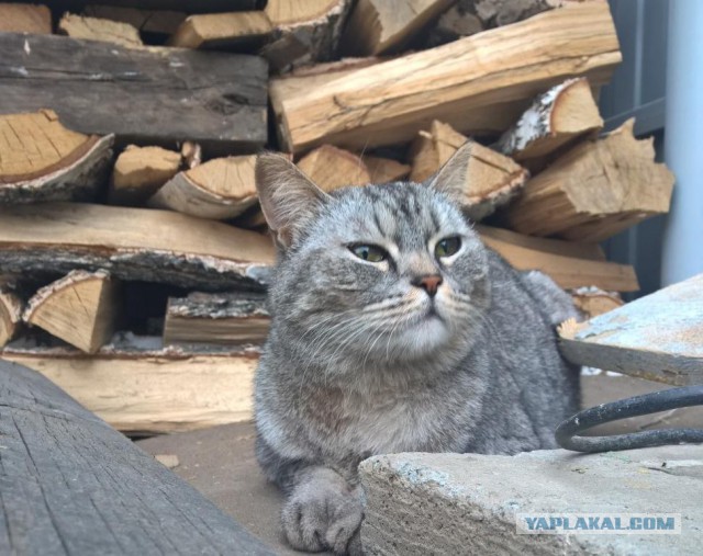 Котовторник 16.05.2017