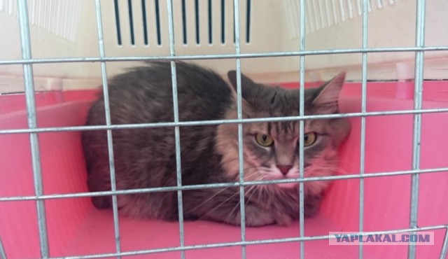 Котовторник 1.08.17