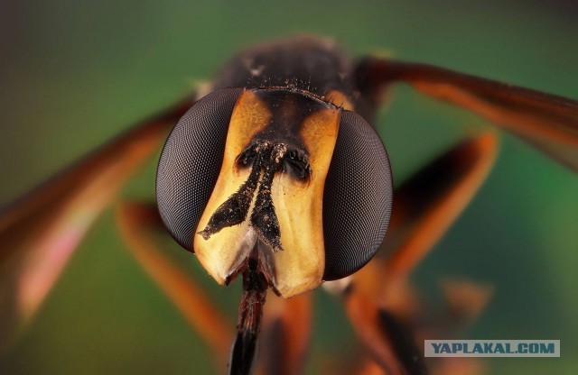 Макро портреты  «extreme macro»