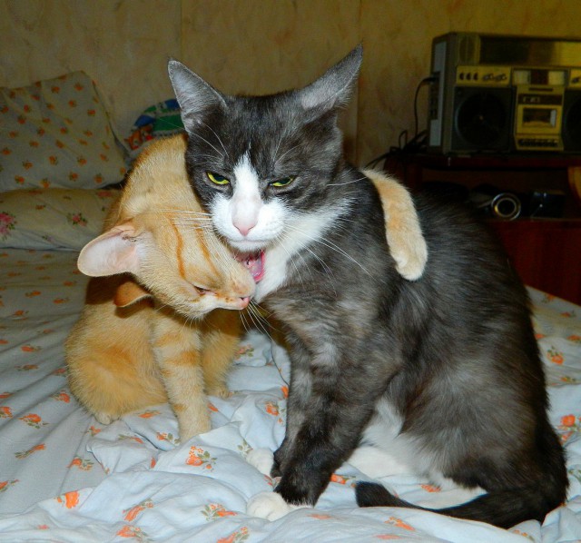24 кота, которые подняли дерзость на новый уровень