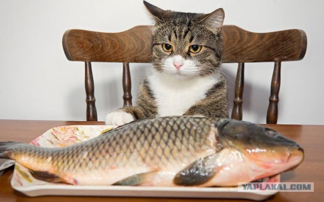Котовторник 07.11.2017