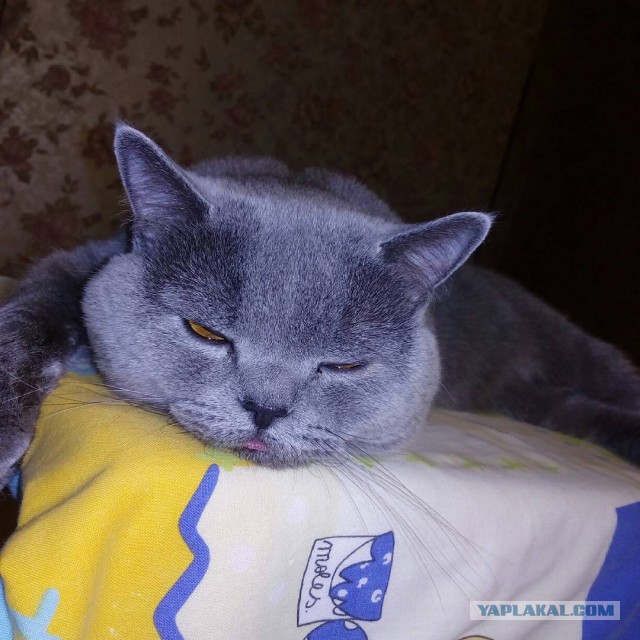 Котовторник 12.12.2017