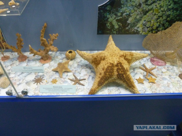 Лично мне не нужен берег турецкий