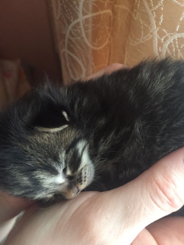 Котовторник  13.02.2018