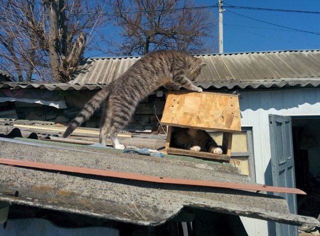 Прикольных котов пост