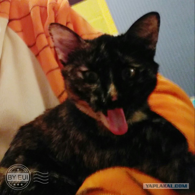 Котовторник 24.04.2018
