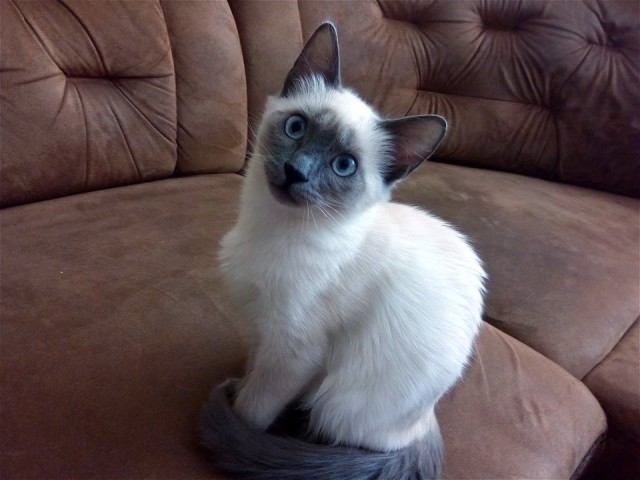 Котовторник 29.5.18