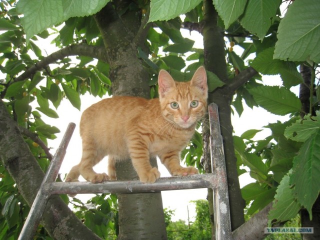Котовторник на 22 июня