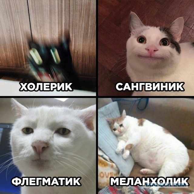 Картинки юморные и тексты