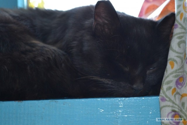 Котовторник! 11.10.11