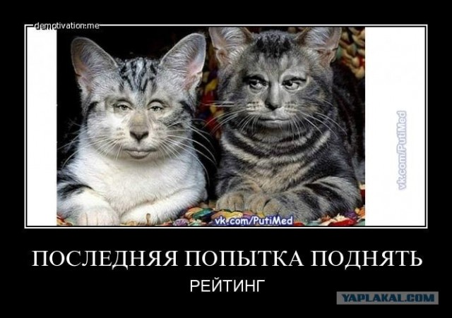 Ну и где ваш котовторник?